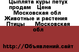 Цыплята куры петух продам › Цена ­ 100 - Московская обл. Животные и растения » Птицы   . Московская обл.